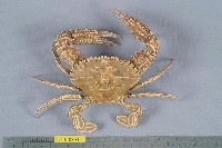 藏品(善泳蟳)的圖片